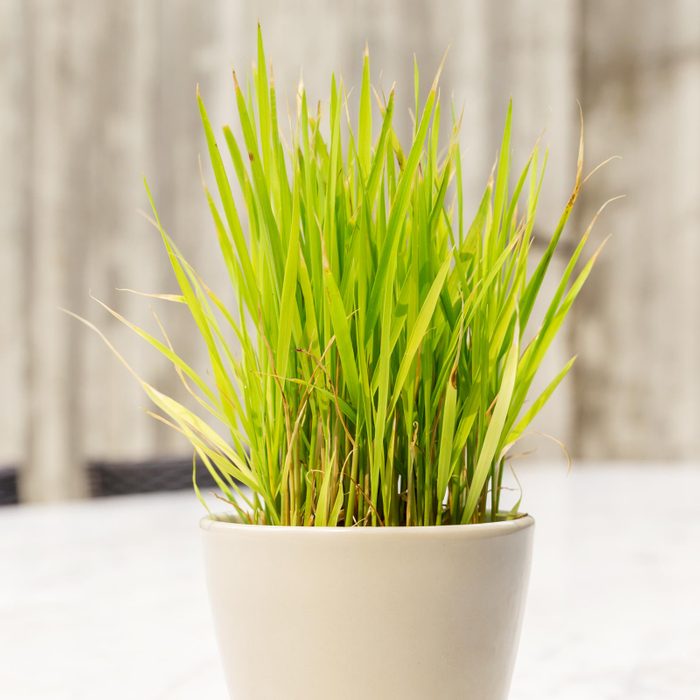 lemongrass in a pot