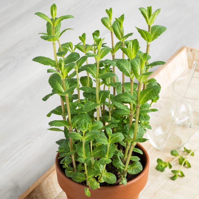 mint plant in a terra cotta plant growing inside a kitchen