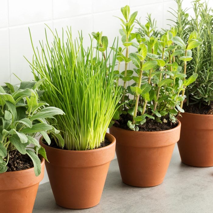 herbs growing in terra cotta pots inside a kitchen