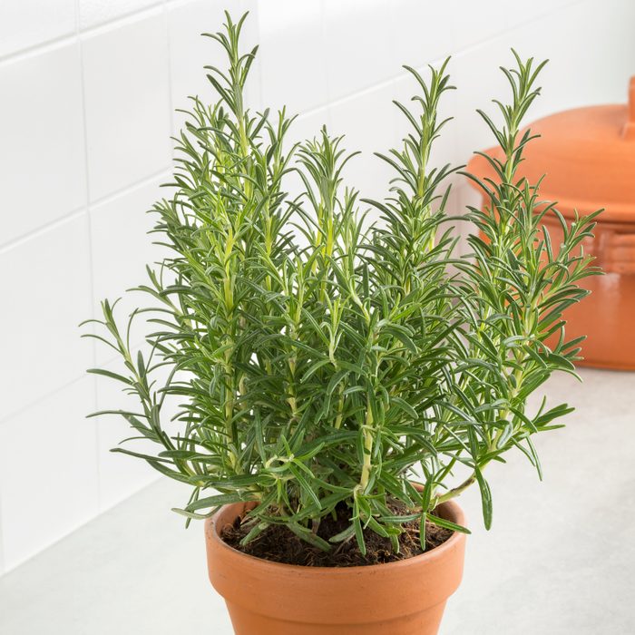 Brown terracotta pot with fresh italian rosemary