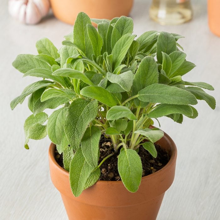 Terra cotta pot with fresh sage