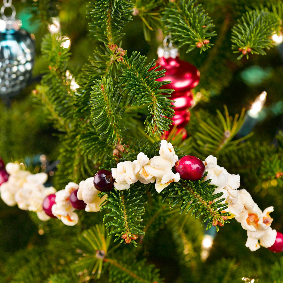 Close-up of Christmas tree with popcorn-cranberry garland
