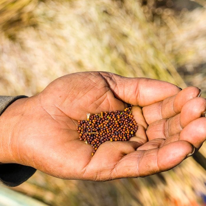 indian spices KOLKATA, WEST BENGAL, INDIA - 2017/02/06: Mustard seeds in the hand of a farmer in the rural surroundings of the suburb New Town. (Photo by Frank Bienewald/LightRocket via Getty Images)