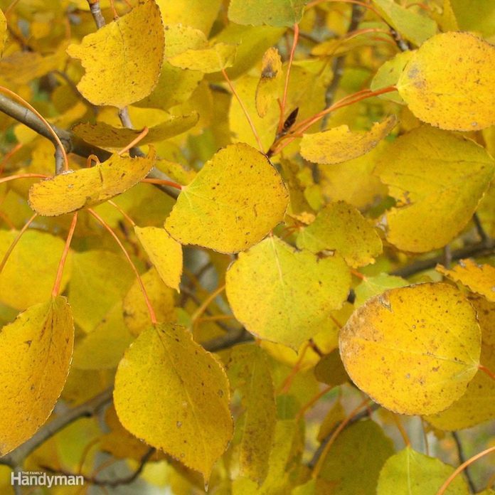 Prairie Gold Aspen Fc Leaves