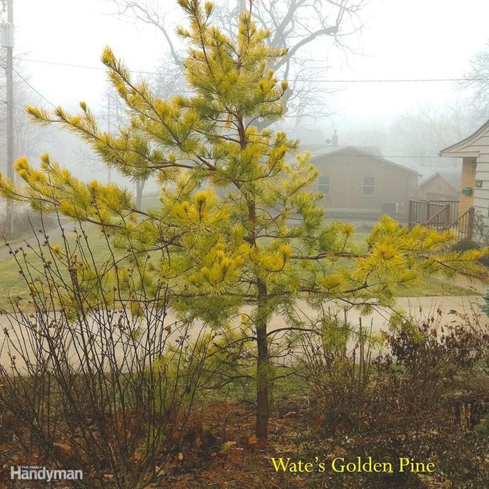 Best Trees for Backyard: Golden Pine