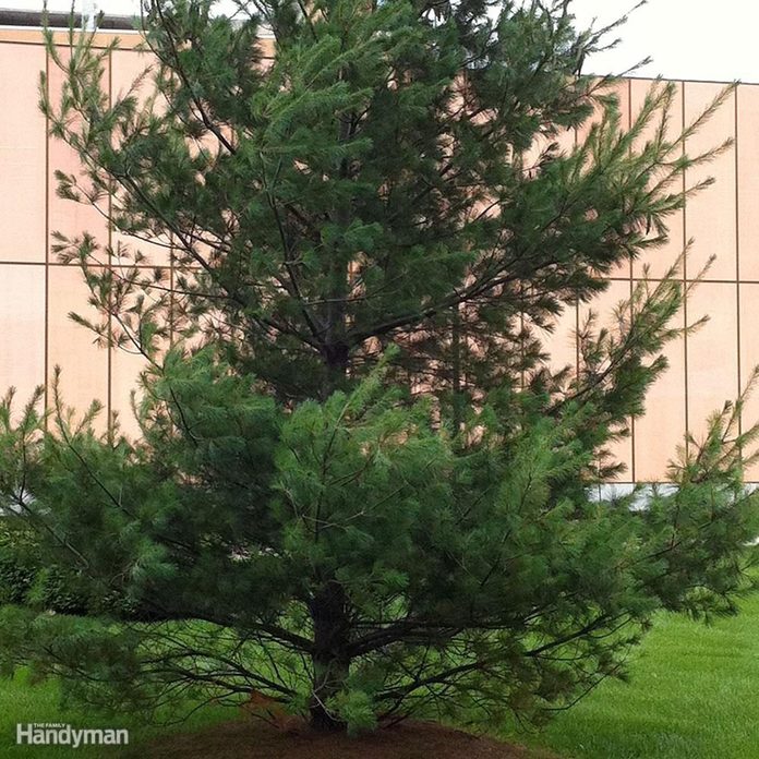 Best Trees for Backyard: Eastern White Pine