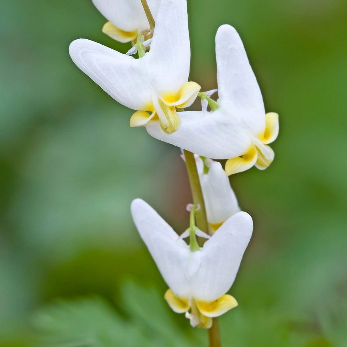 Dutchman's Breeches, Spring Wildflower (dicentra Cucullaria), Michigan, Usa