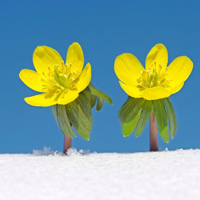 Winter Aconite In Snow, Clear Blue Sky.