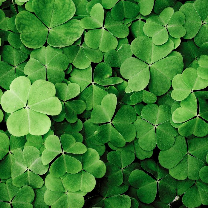 Close Up Of A Bunch Of Green Clover