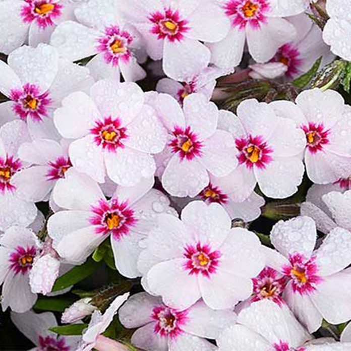 Pink And White Creeping Phlox Spring Flower Walters Gardens