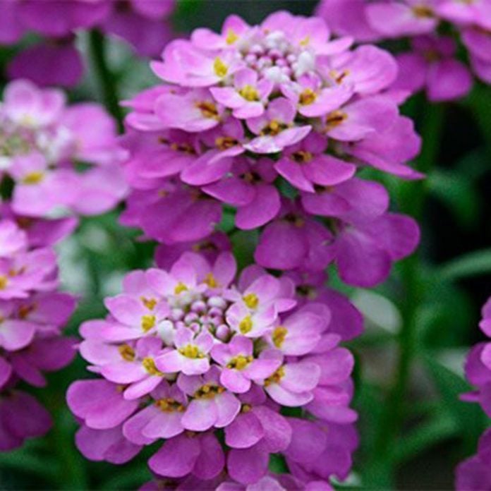 Purple Candytuft Spring Flower Provenwinners