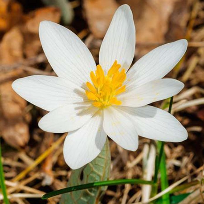 White Bloodroot Flower Shutterstock