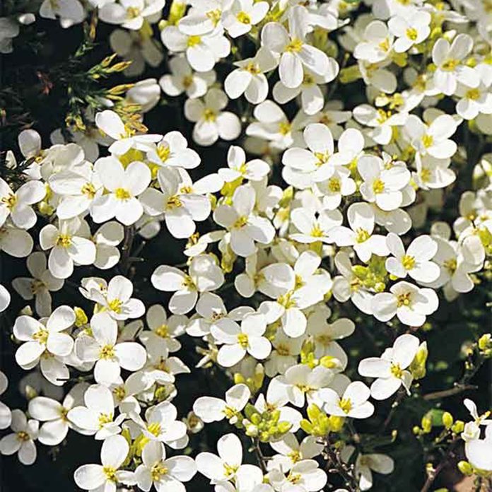 White Rock Cress Spring Flower Proven Winners