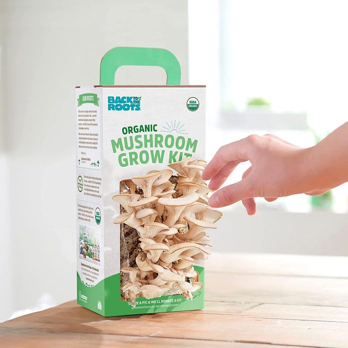 Organic Mushroom Growing Kit