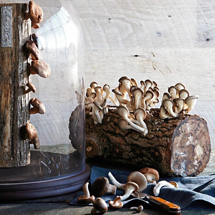 The 8 Best Mushroom Growing Kits And Logs