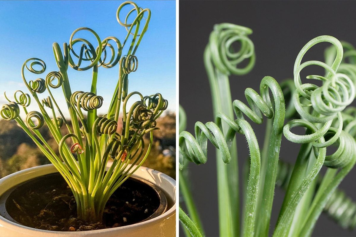 The 'Frizzle Sizzle' Is a Houseplant That'll Make You Happy