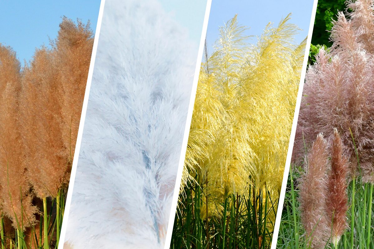 Colorful Pampas Grass Will Transform Your Yard into a Living Rainbow