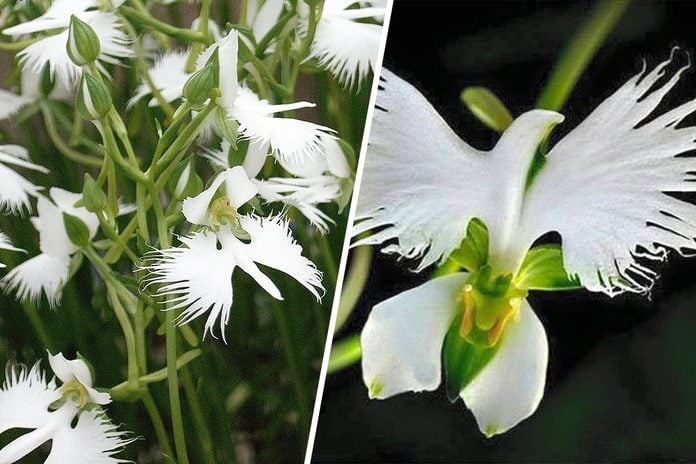 dove flower or Egret Flower