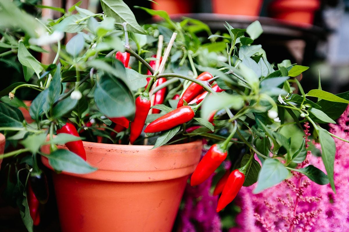  How to Grow Hot Peppers