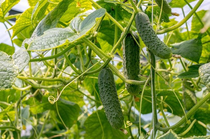 Cucumbers Growing In The Greenhouse.