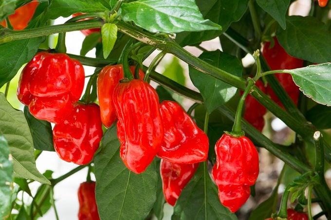 Extreme Hot Peppers World Record No. 1 Hottest Fresh Carolina Reaper Peppers On Plant