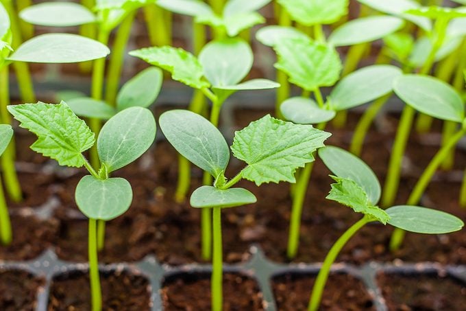 Green Cucumber Seedling On Tray Close Up