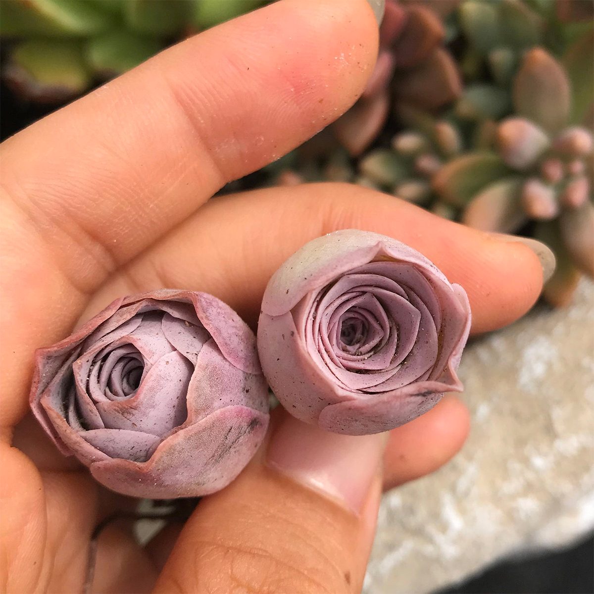 mini rose succulents