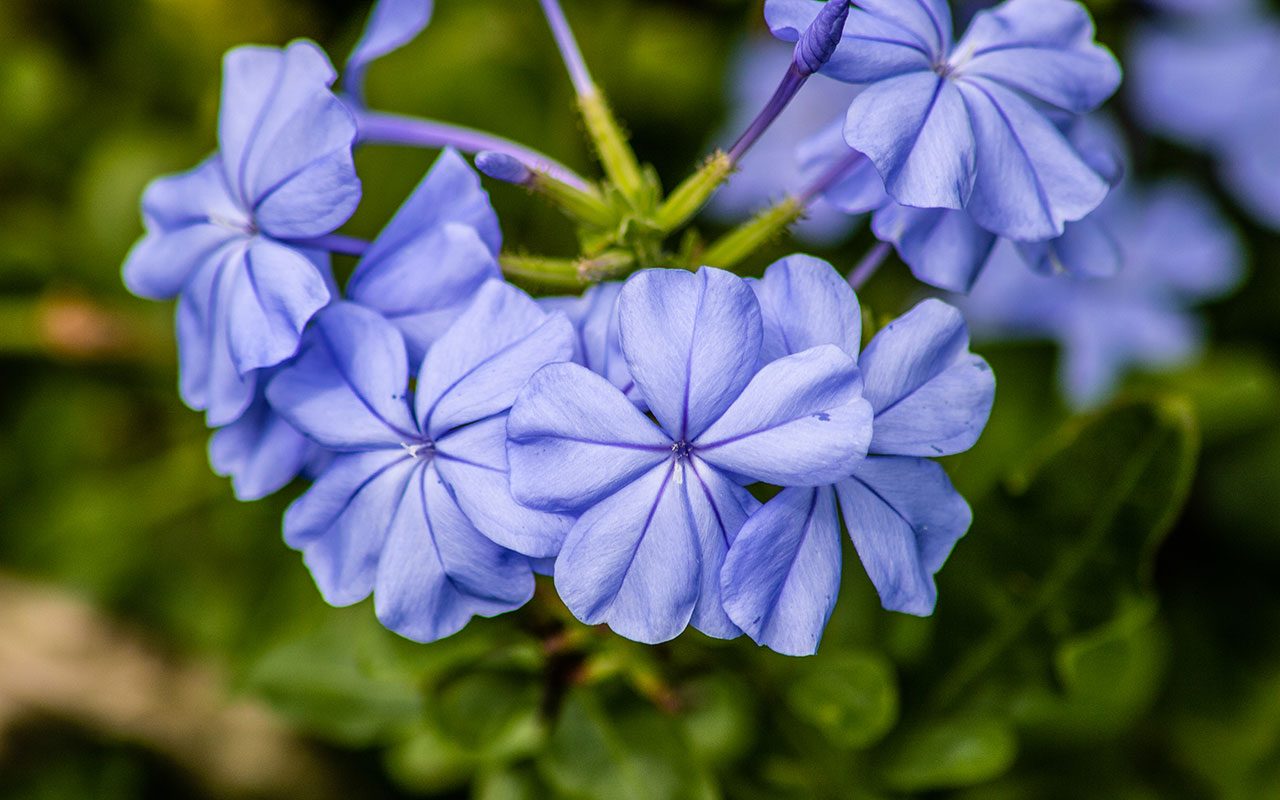 12 Beautiful Blue Flowers for Every Garden I Taste of Home
