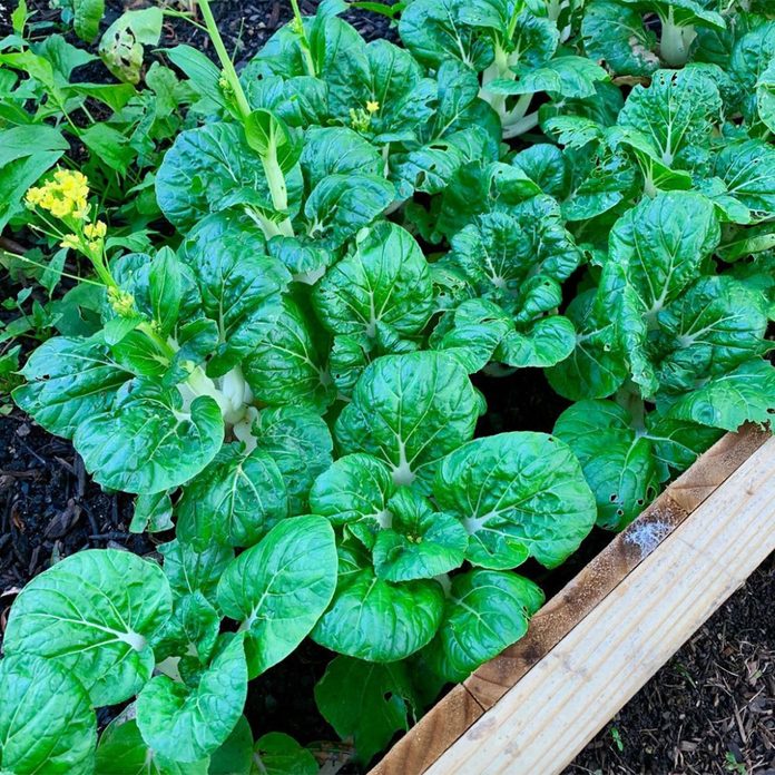 Bok Choy vegetable gardening for beginners