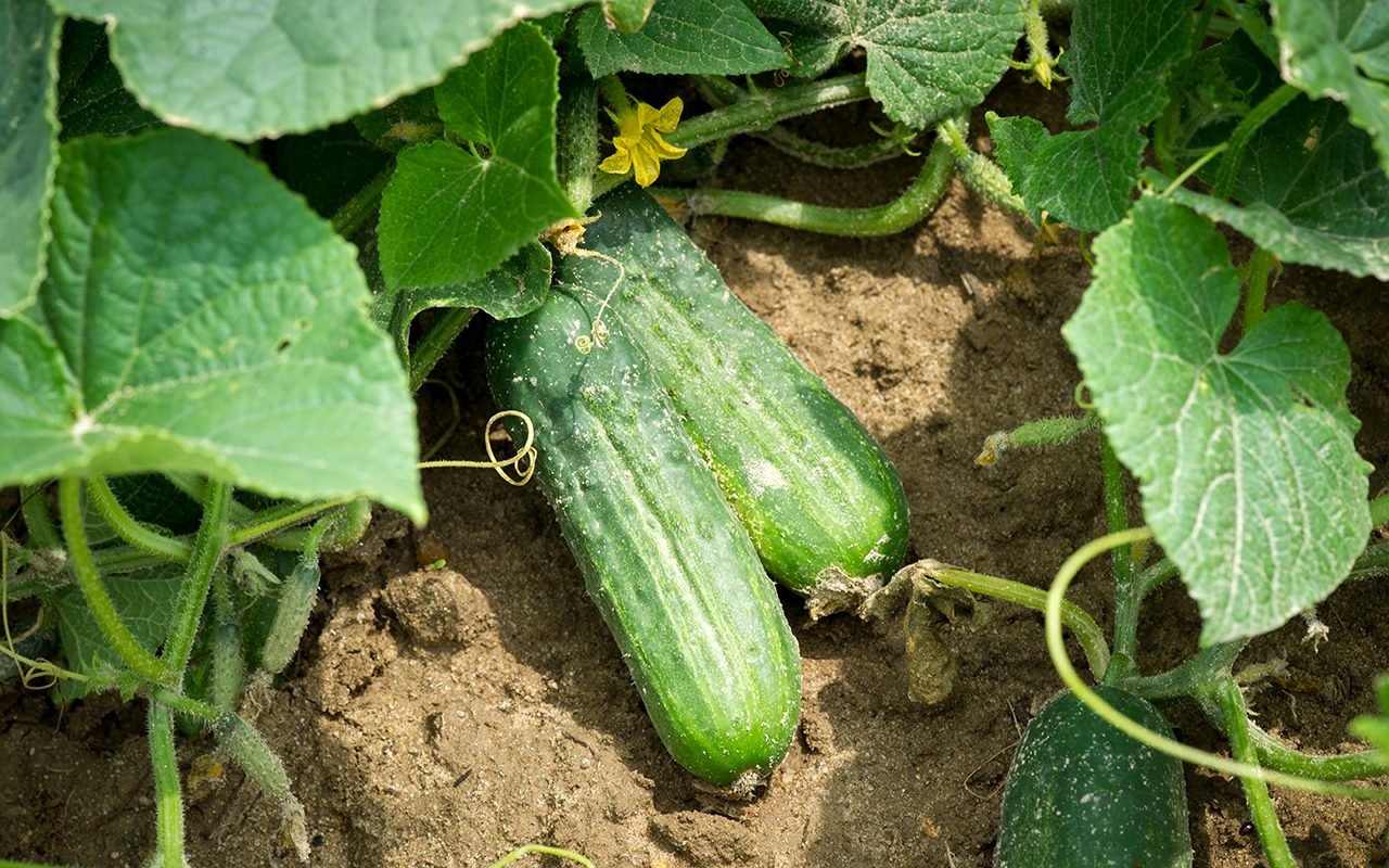 Cucumbers