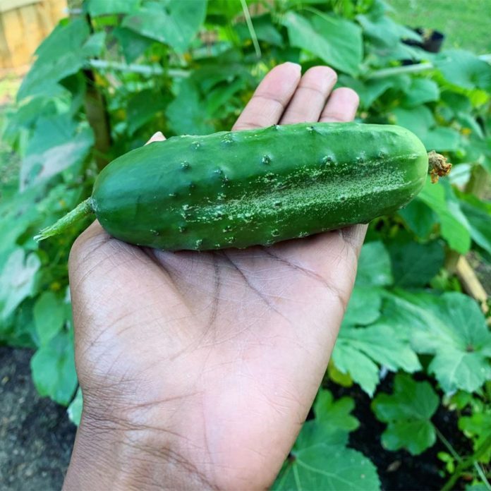 vegetable gardening for beginners Cucumbers Garden The Mocha Gardener