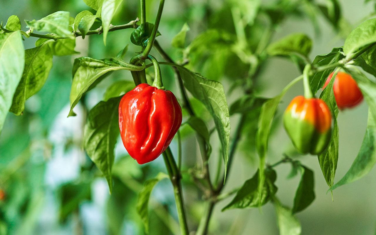 How To Grow Hot Peppers Tips For A