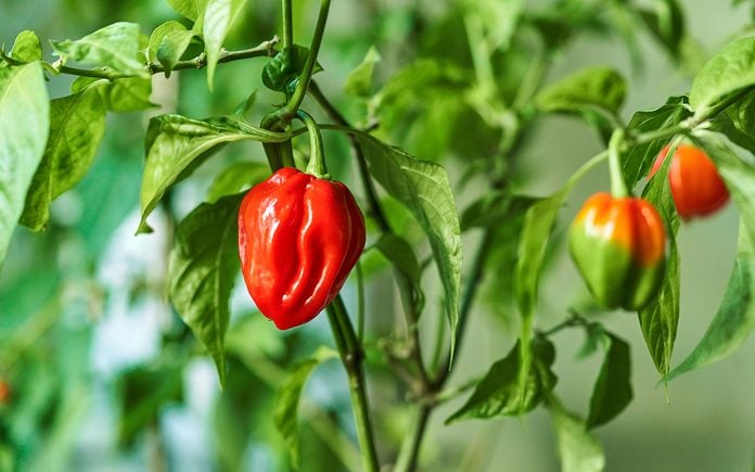 how to grow hot peppers Habanero Plant Featuring Fresh, Ripe Habanero Peppers, Ready For Picking