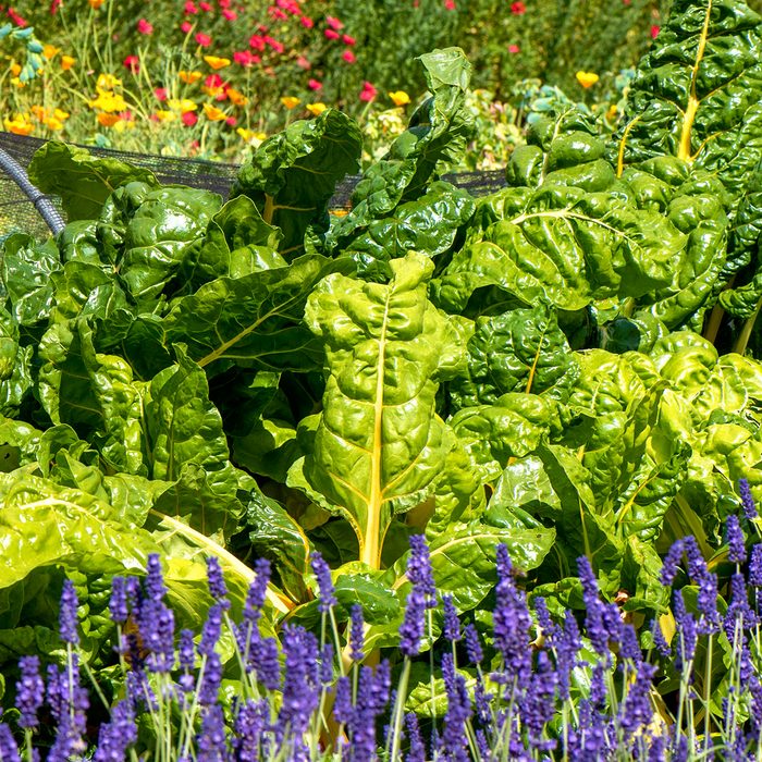 Vibrant Green Kale Leaves Growing In A Vegetable Garden With Californian Poppies And Lavender