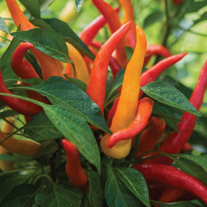 Sweet Savour Peppers