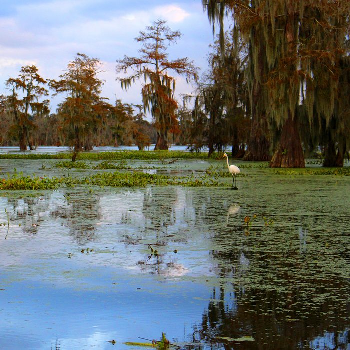 View of a great white egret in the Cypress Island Nature Preserve at Lake Martin, outside Breaux Bridge, Louisiana, USA.