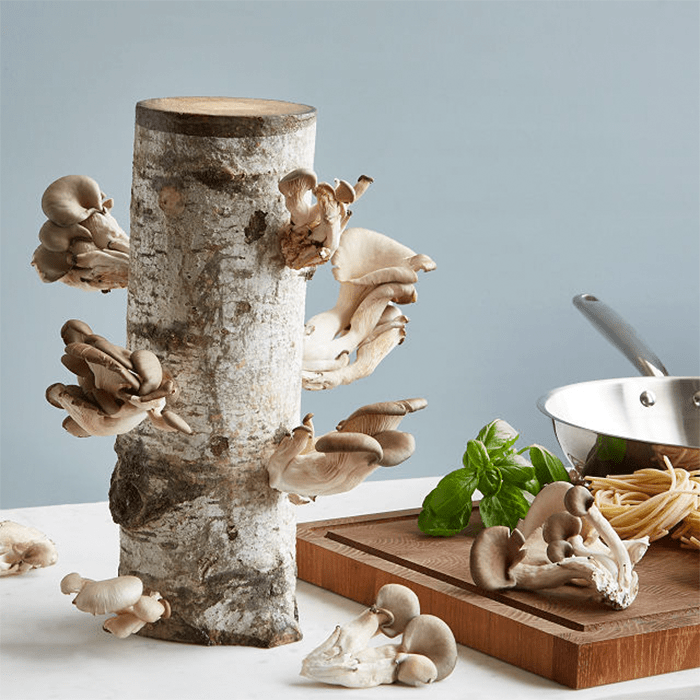 Oyster Mushroom Log Ecomm Via Uncommongoods