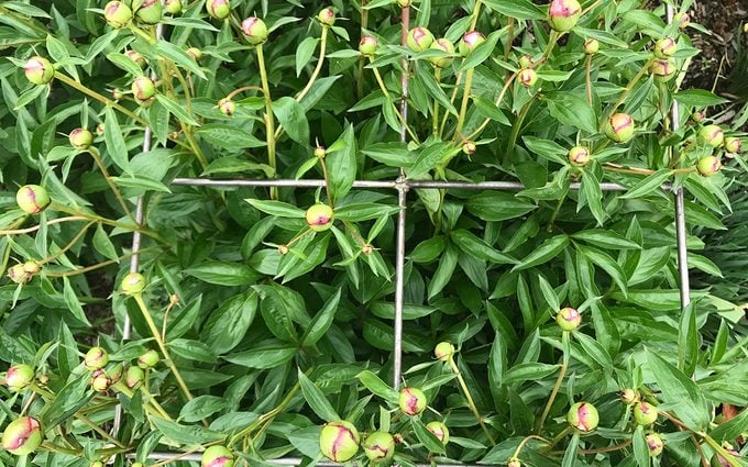 Young Peonies in garden with support peonies care