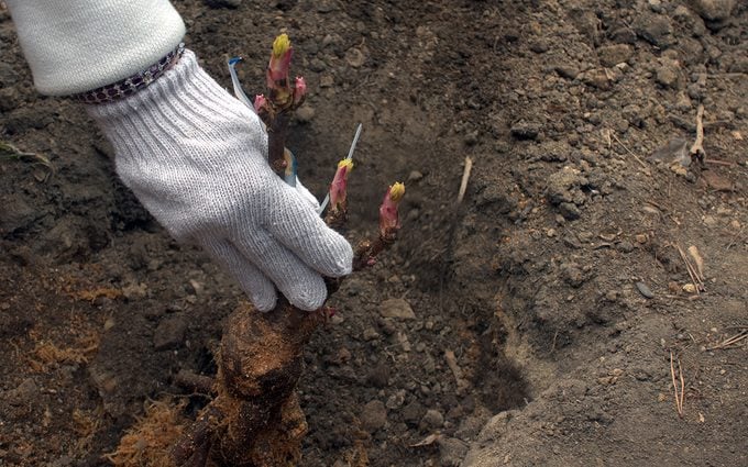 peonies care Man's gloved hand supports young tree peony while putting it in a planting hole