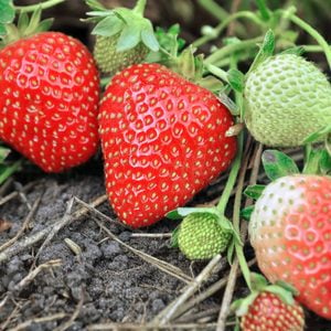 Rainier Strawberry Great For Home
