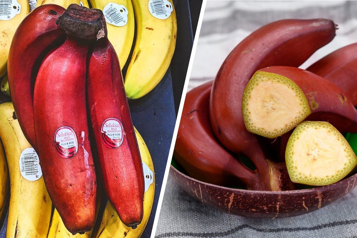 Red Banana Guide | Find Red Bananas | of