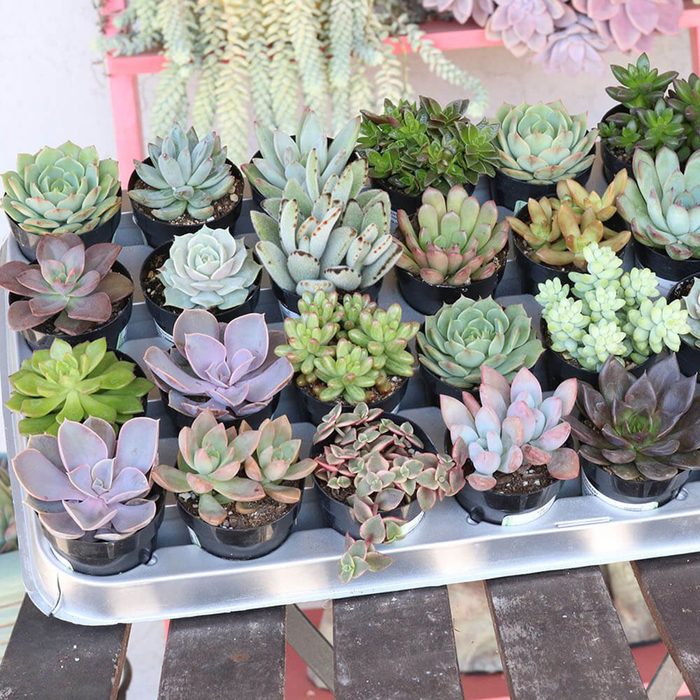 houseplants for sale One 2 5 Succulent From The Succulent Source Succulents For All Occasions