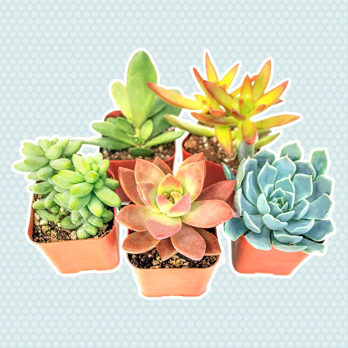 houseplants for sale Succulent Plants Fully Rooted Planter