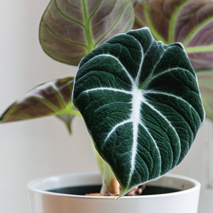 houseplants for sale Black Velvet Elephant Ear Live Plant