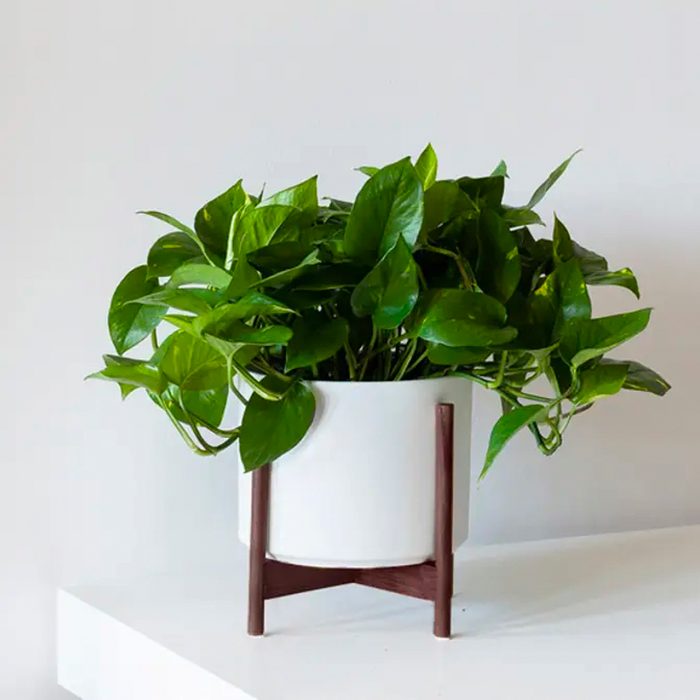 houseplants for sale Cascading Pothos Medium