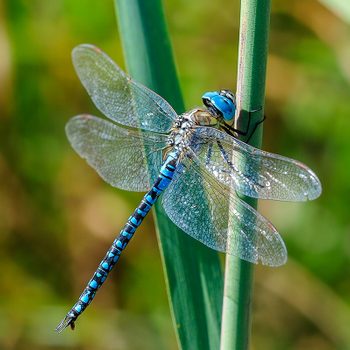 Close Up Of Dragonfly On Plant, Oberhausen Rheinhausen, Germany
