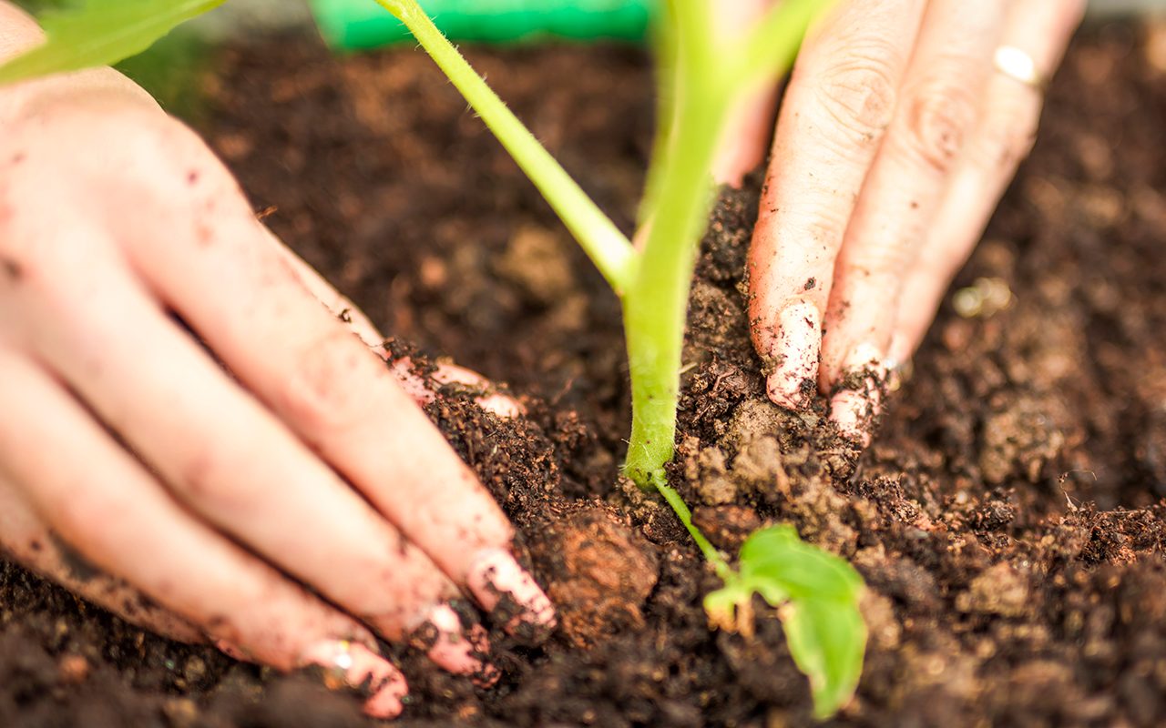  How to Grow Zucchini in Your Backyard Garden