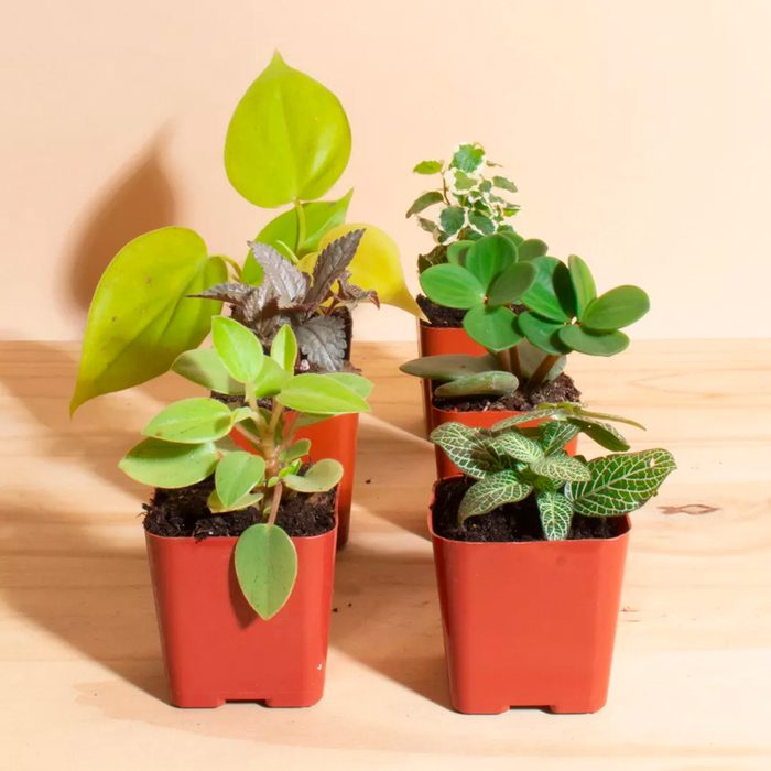 houseplants for sale Home Botanicals Mini Assorted House Plant Collection