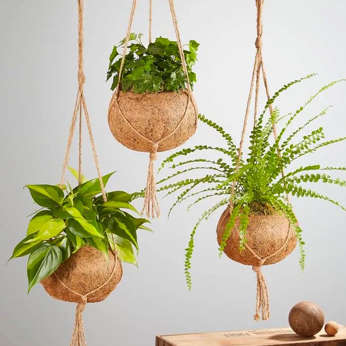 Kokedama Plant houseplants for sale