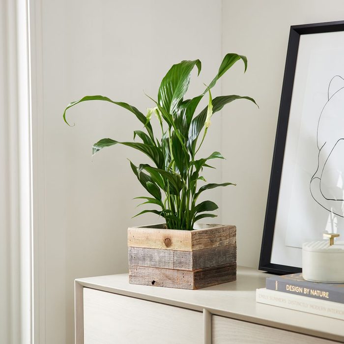 houseplants for sale Live Mini Peace Lily W Reclaimed Wood Planter Z